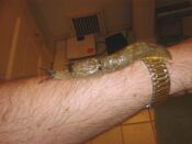 Problem with Slugs?