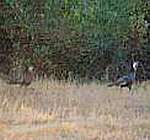 Momma turkey with her chick